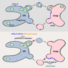 The upper cartoon shows how Dengue viruses (DENV) interact with KDEL receptors (KDELR), which cycle between the endoplasmic reticulum (ER) and Golgi apparatus.  KDELR interact with the newly formed DENV progeny virions in the ER for vesicular transport to the Golgi apparatus.  The lower cartoon shows that disruption of KDELR’s interaction with dengue structural protein prM either by depletion of KDELR by siRNA, or by mutagenesis inhibits DENV transport from the ER to Golgi and reduces DENV egress.  Moreover, siRNA depletion of class II Arfs, which leads to accumulation of KDELR in the Golgi, phenocopies results obtained with mutagenized prM and KDELR knockdown.  Thus, KDELR are key factors in the life cycle of dengue virus and their identification provides a potential new target for anti-virus design. 